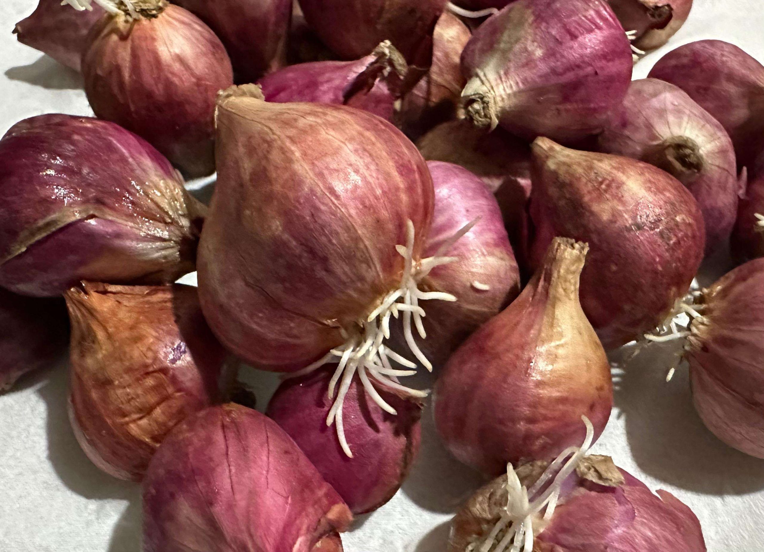 Bawang Merah 250 Gram